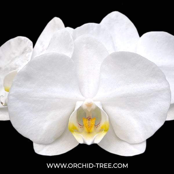 Phalaenopsis White Bliss Orchid Plant - BS - Buy Orchids Plants Online by Orchid-Tree.com