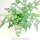 Brake Fern / Silver Lace Fern