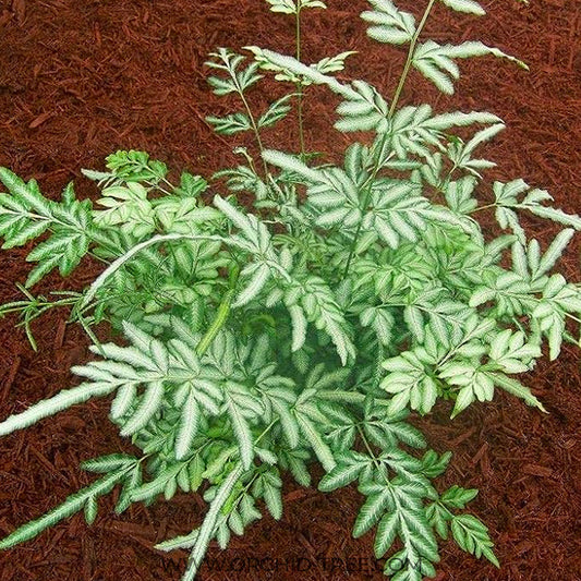 Brake Fern / Silver Lace Fern