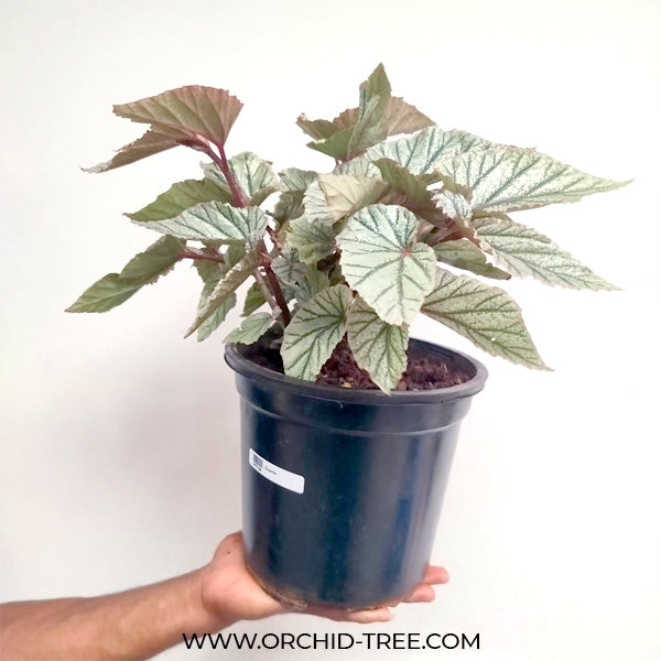 Begonia Big Pot Plants | 3 Varieties