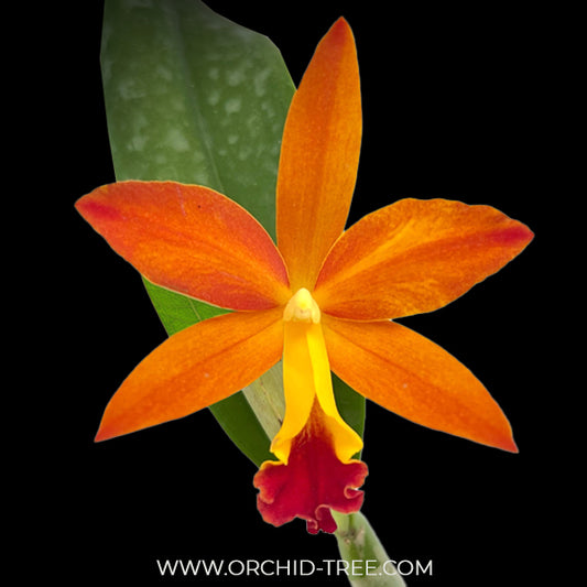 Cattleya Singapore Orange Orchid Plant - BS