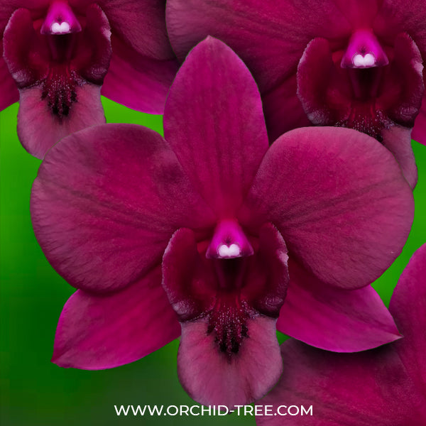 Dendrobium Smin Red - BS