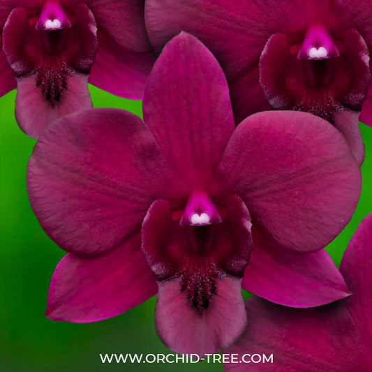 Dendrobium Smin Red - BS