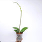 Phalaenopsis Snow Eagle Orchid Plant - FF