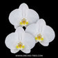 Phalaenopsis Snow Eagle Orchid Plant - FF