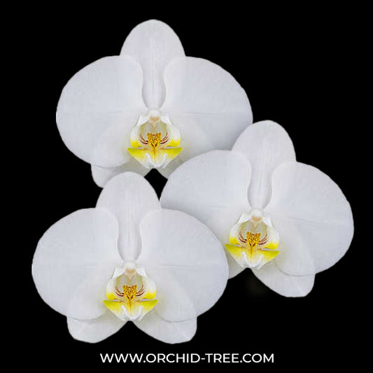 Phalaenopsis Snow Eagle Orchid Plant - FF