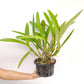 Cattleya Snow flakes Orchid Plant - BS