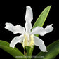 Cattleya Snow flakes Orchid Plant - BS