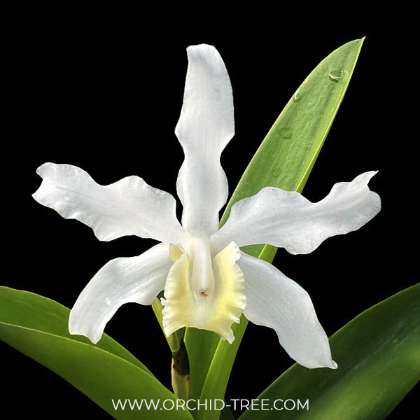 Cattleya Snow flakes Orchid Plant - BS