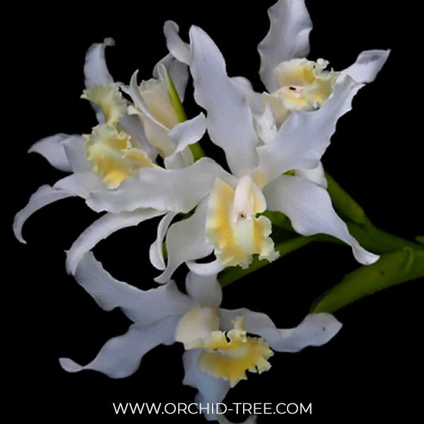 Cattleya Snow flakes Orchid Plant - BS