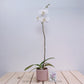 Eternal Love | Phalaenopsis White Orchid Gift