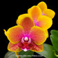Phalaenopsis Sogo Lawrence - FF