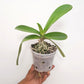 Phalaenopsis Sogo Yukidian V3 - BS