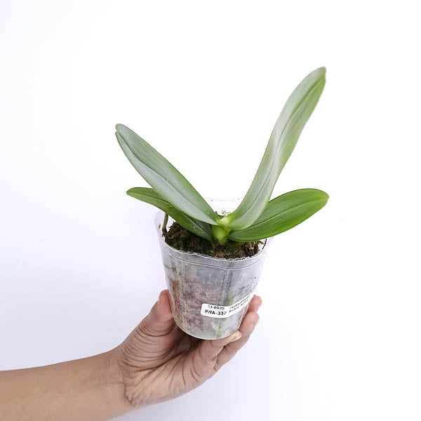 Phalaenopsis Sogo Relex '1661' Orchid Plant - BS