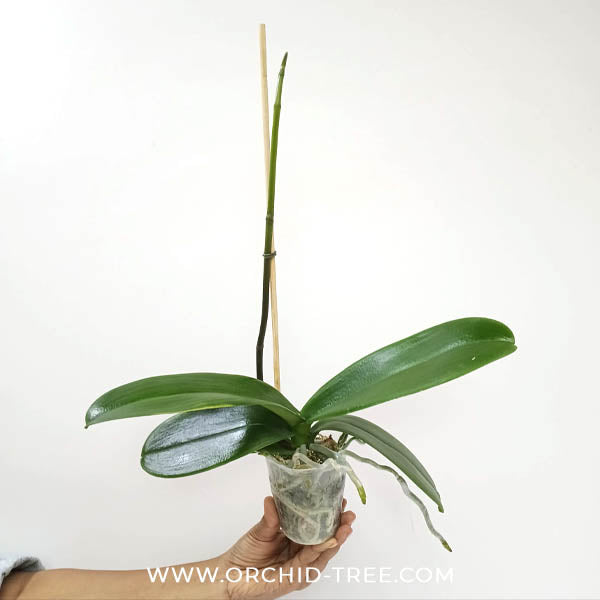 Phalaenopsis Sogo Yukidian V3 Orchid Plant - FF