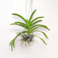 Vanda Somsri Glory Blue Orchid Plant - BS