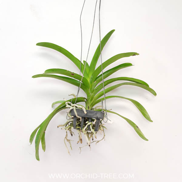 Vanda Somsri Glory Blue Orchid Plant - BS