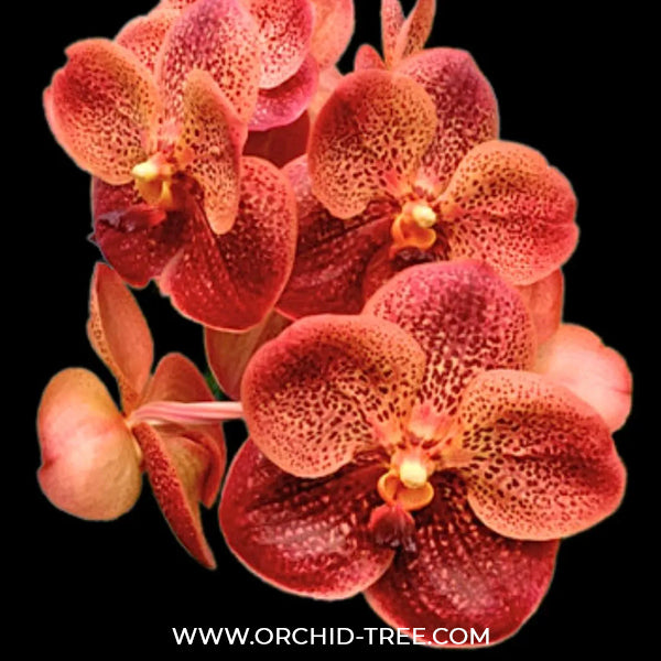 Vanda Somsri Gold x Bitz's Heartthrob Orchid Plant - MS
