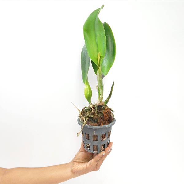 Cattleya (Rlc.) Song Kwae Gold #3 Orchid Plant - BS