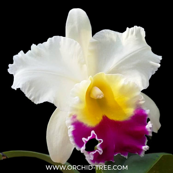Cattleya (Rlc.) Song Kwae Gold #3 Orchid Plant - BS