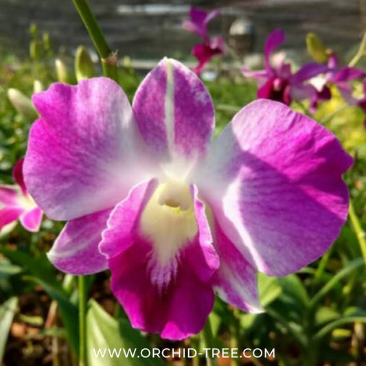 Dendrobium Sonia Erika Orchid Plant - BS - Buy Orchids Plants Online by Orchid-Tree.com