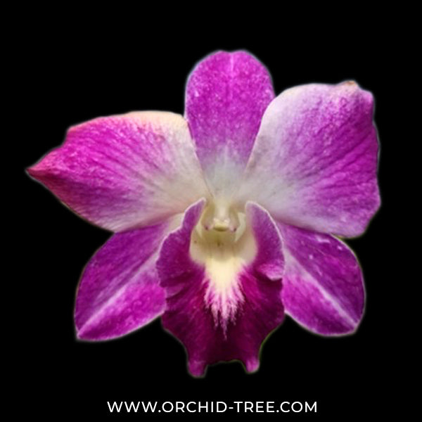 Dendrobium Sonia Erika Orchid Plant - FF (Emerging Spike)