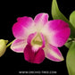 Dendrobium Sonia Erika Orchid Plant - FF (Emerging Spike)