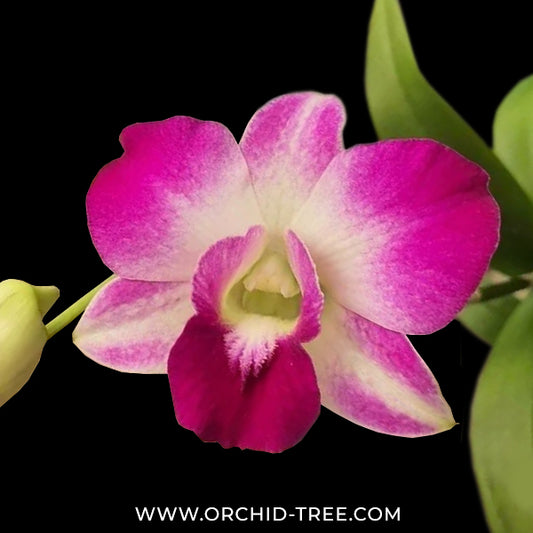 Dendrobium Sonia Erika Orchid Plant - FF (Emerging Spike)