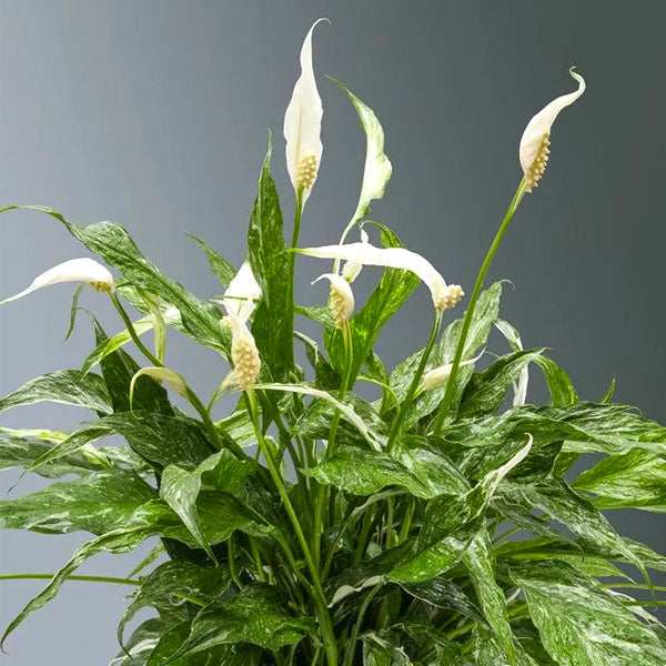 Spathiphyllum Variegated | Peace Lily