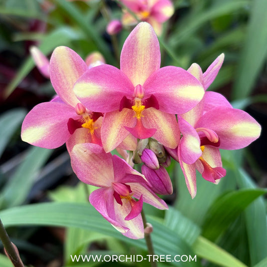 Spathoglottis Fancy Orchid Plant - BS