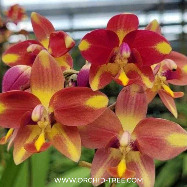 Spathoglottis Orange Fancy Orchid Plant - BS