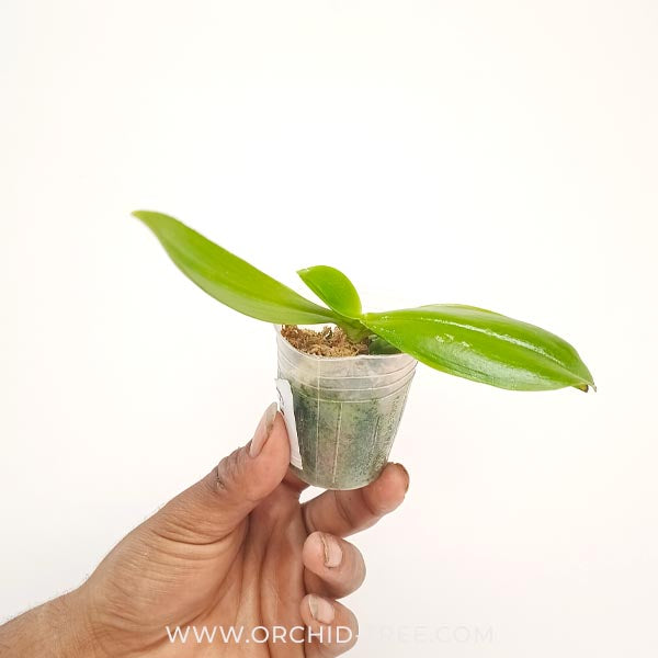 Phalaeonpsis speciosa sp. Orchid Plant - MS - Buy Orchids Plants Online by Orchid-Tree.com