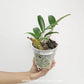 Dendrobium speciosum sp. Orchid Plant | Australian Dendrobium  - BS
