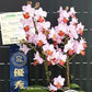 Phalaenopsis Liu's Triprince 'Splash' SM/Toga Orchid Plant - BS