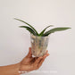 Phalaenopsis Liu's Triprince 'Splash' SM/Toga Orchid Plant - BS