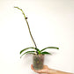 Phalaenopsis Splendid Orchid Plant - FF