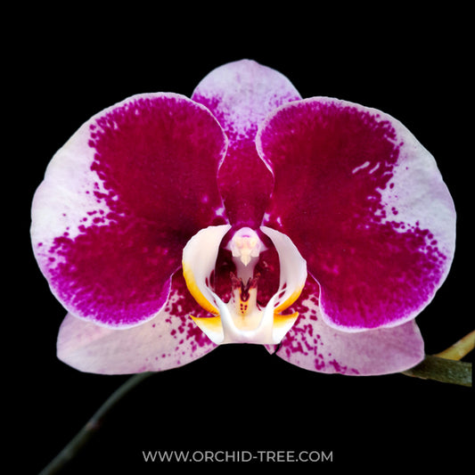 Phalaenopsis Shu Long Spot Queen Orchid-  FF
