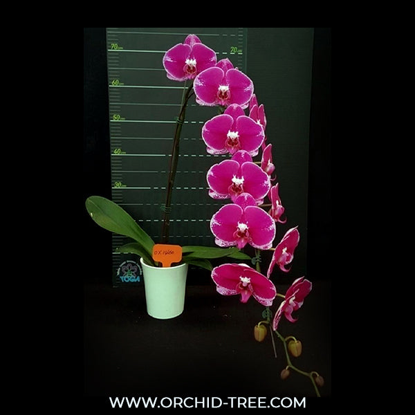 Phalaenopsis OX Spot Queen Orchid Plant - FF