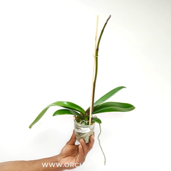 Phalaenopsis OX Spot Queen Orchid Plant - FF