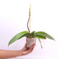Phalaenopsis Spot Sight Orchid Plant -FF