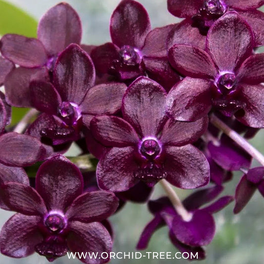 Rhynchovanda Sri Siam x Rhynchostylis gigantea red Orchid Plant -FF - Buy Orchids Plants Online by Orchid-Tree.com
