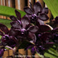 Rhynchovanda Sri Siam x Rhynchostylis gigantea red Orchid Plant -FF - Buy Orchids Plants Online by Orchid-Tree.com