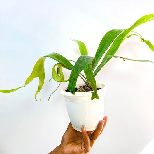 Staghorn Fern
