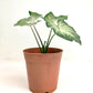 Caladium