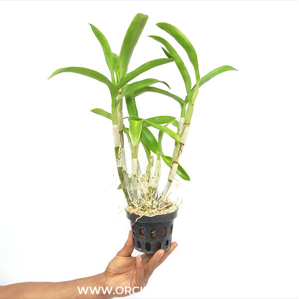 Dendrobium Starfish Red Orchid Plant - BS