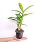 Dendrobium Star Orange Twist Orchid Plant - BS