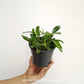 Dendrobium Nobile Stardust Chiyomi Orchid plant- BS