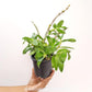 Dendrobium Nobile Stardust Chiyomi Orchid plant- BS