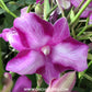 Dendrobium Starfish Red Orchid Plant - BS