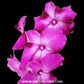 Dendrobium Starfish Red Orchid Plant - BS